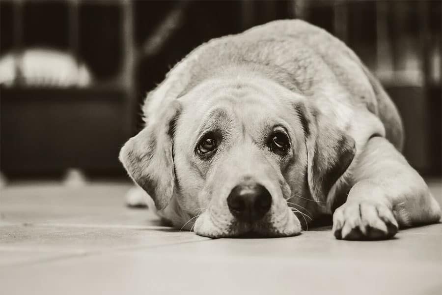 Continuing Bonds:  Finding Ways to Cope with the Death of a Beloved Pet
