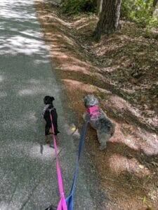 The Peninsula Pups Dog Walking Club Launches, Raises Funds for Peninsula SPCA