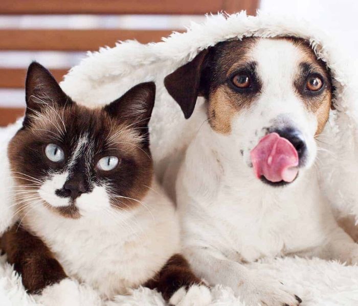 Clients of Fuzzy Butts Pet Services, welcome to Critter Sitters and More!